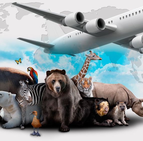 Live Animals Transportation