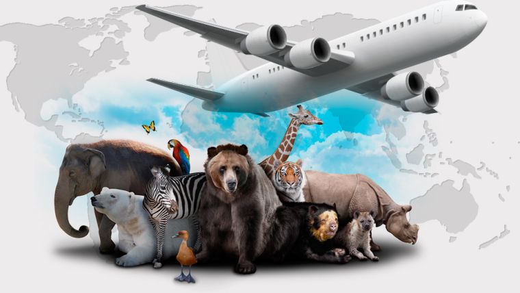 Live Animals Transportation